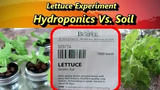 Lettuce Experiment: Hydroponics Vs. Soil, which is Better?