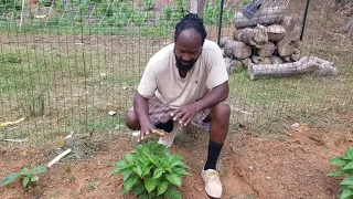 How to Prune your Scotch Bonnet peppers for bigger yield (Scotchie Babies)