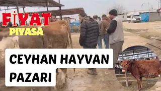 CEYHAN BÜYÜKBAŞ HAYVAN PAZARI / 14 Şubat 2024