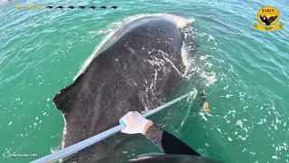 Casos de Exito RABEN 2024 10 ballenas más liberadas