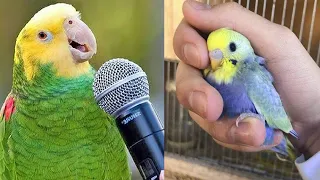 Baby Animals 🔴 Funny Parrots and Cute Birds Compilation (2022) Loros Adorables Recopilación #34