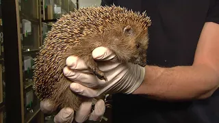 TIERSCHUTZ IN MÜNCHEN: Auswilderung der Igel nach dem Winterschlaf