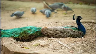 Павлин|Что ест павлин|Павлины летают?|Peacock|What does the peacock eat|Do peacocks fly?