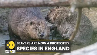 WION Climate Tracker: Britain makes 'disturbing' beavers illegal