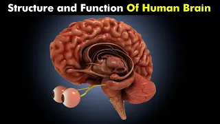 Human Brain | Structure and Function of Human brain | How Human Brain Works?