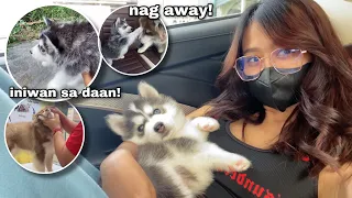 Nakakita Ako Ng Puppy Na Iniwan Sa Daan!! + Blossom Goes To The Vet AGAIN | Sai Datinguinoo