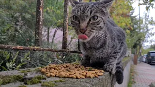 This Cute Tabby cat has many beautiful patterns.