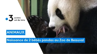 Zoo de Beauval : naissance de deux bébés pandas