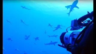 Filming Sharks In Protected French Polynesian Waters | Blue Planet II Behind The Scenes