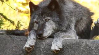 Beautiful Black Wolf on an Autumn Afternoon