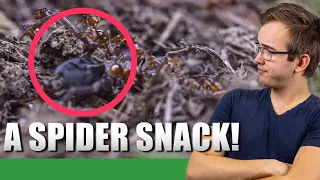 A BIG SNACK | Myrmica Rubra Update #2 - Ant Holleufer