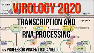 Virology Lectures 2020 #7: Transcription and RNA Processing