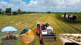 La vida del campo en Republica Dominicana cosechandoarroz, La vida del campo