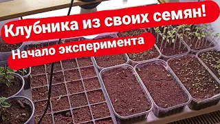 Клубника из своих семян. Что будет?