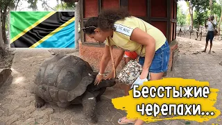 Пати в отеле VOI KIWENGWA! Купили персональную экскурсию на пляже! Остров черепах!Заброшенный отель!