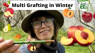 Multi Grafting Fruit Trees - How To with deciduous Peach Tree