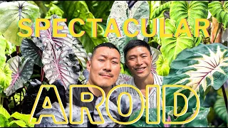 COLOCASIA - All You Need to Know About this Highly Underrated AROID | Discover RARE Varieties!