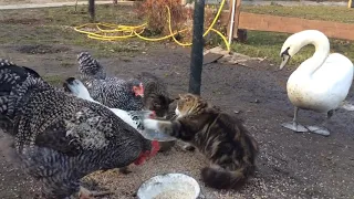 кот Тёпа воспитывает курицу