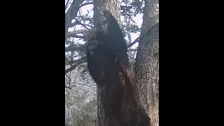 Grizzly Scratching Post