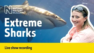 The extreme sharks from around the world | Live Talk with NHM Scientist
