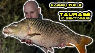 Karpių žvejyba. Tauragės tv. - 10 sektorius. (Carp Fishing @ Tauragė)