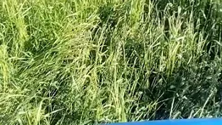 Sianokosy 2019 |Ursus c 360 + rotacyjna, Wielka trawa