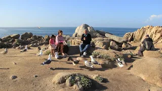 Monterey California - Seagull's Feeding