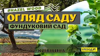 #Фундук / ОГЛЯД ФУНДУКОВОГО САДУ / ЕПІЗОД 1/ OVERVIEW OF THE #hazelnut  GARDEN / EPISODE 1/