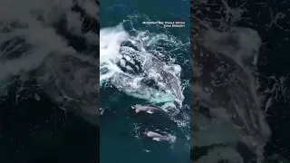 Drone footage captures rare whale attack