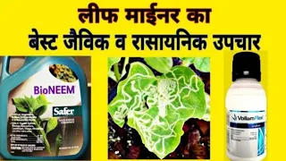 लाफ माइनर प्लाई| leaf miner caterpillar| leaf miner treatment| Virgen| voliam flexi | tomato