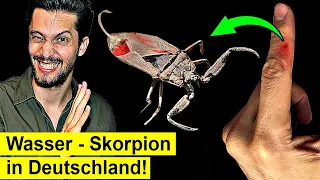 Was passiert, wenn dich ein Wasser-Skorpion sticht?