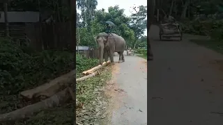 largest elephant in the world | #elephants #shorts #shortvideo #youtubeshorts #elephant #viralshort