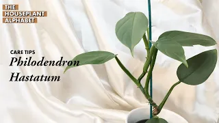 Philodendron Hastatum (Philodendron Silver Sword) Plant Care Tips | Houseplant Alphabet