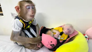 Monkey Kaka taking care of Monkey Mit sleeping in helmet is so cute