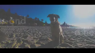 Clifton 3rd Beach Doggo