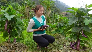 Harvest Eggplants in an organic garden, grow cassava. My Daily Life Ep.163
