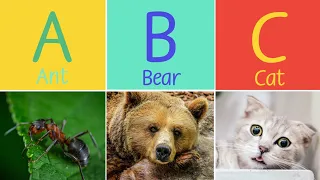 Animal ABC Song for Children - Learn Alphabet with Animals for Toddlers