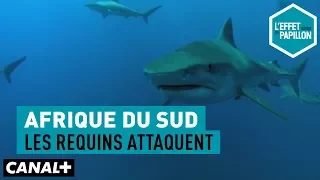 Afrique du Sud : les requins attaquent - L'Effet Papillon