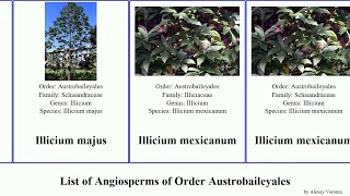 List of Angiosperms of Order Austrobaileyales illicium schisandra anisetree star bay japonica