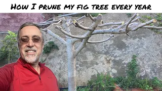 Pruning my fig tree