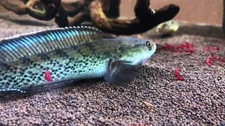 Змееголов и тетрадок Фахака ест SnakeHead and Tetraodon lineatus eating