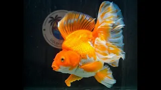 How to keep your gold fish alive for 15 years