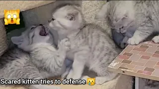 Cuteness Overload | My Adorable Kittens Playing. Cute Baby Six Kittens😻