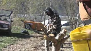 Crew Grafting Cherry Trees