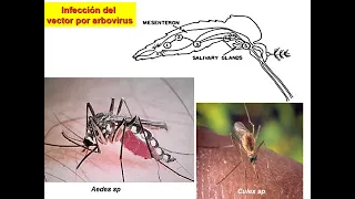 TEÓRICO 21| Pt.1 Infecciones transmitidas por arbovirus: Dengue, Fiebre amarilla, Chikungunya y Zika