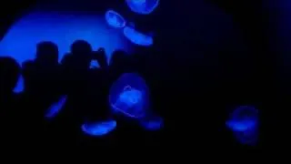 Changing color jellyfish