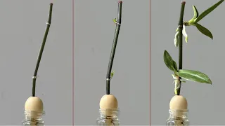 Eggs Only! Orchids immediately grow on branches and bloom all year round