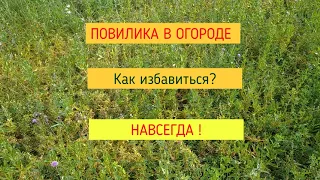 18. Повилика как избавиться? Повилика на участке.