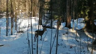 Metsäkauriit, Roe deer Helsinki