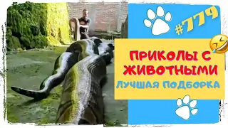 ЗАБАВНЫЕ ЖИВОТНЫЕ 😁 Лучшая Подборка 👍 Funny Animals Compilation 🐕🦍🐺